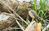 Roadside Hawk